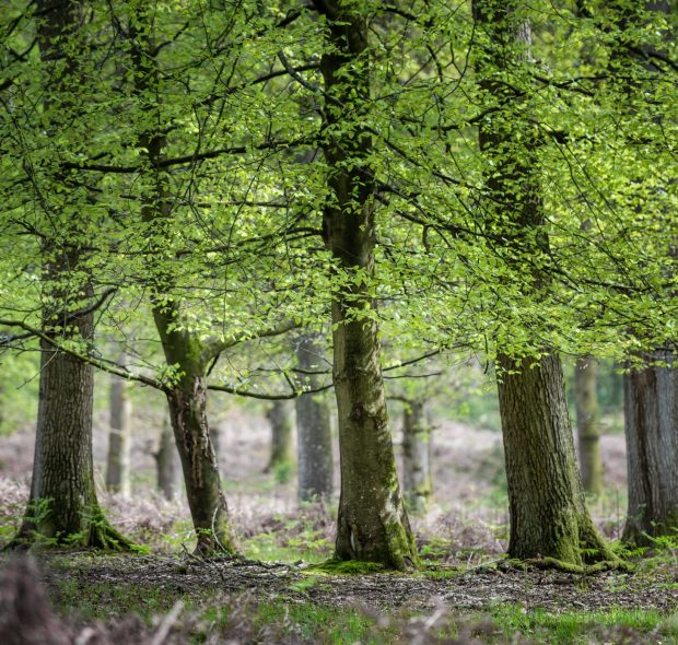 Trees In The New Forest