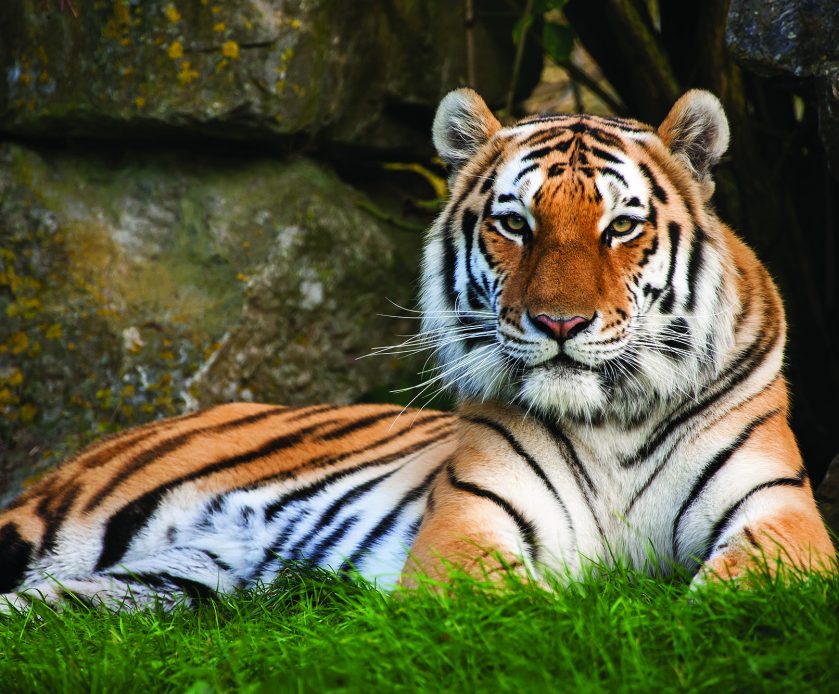 Tiger At Marwell Zoo